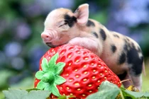 Cuối tuần này (17-19/5), 3 con giáp bội thu may mắn, tiền nhiều như lũ