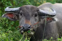 Sự thật rùng rợn về “đầu trâu, mặt ngựa” trong truyền thuyết