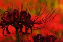  Loài hoa đẹp đến ám ảnh, mọc ở “cửa ngõ vào cõi âm"