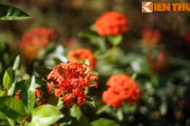 Truyền thuyết huyền ảo hút hồn người về hoa mẫu đơn