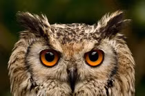 Lý giải bộ mặt đặc dị của các loài cú mèo