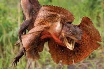 Soi những loài nhông kỳ quái nhất thế giới: Việt Nam có 4 loài