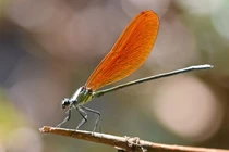 Top 20 loài chuồn chuồn kim đẹp nhất Việt Nam