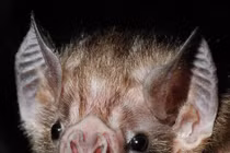 Quan niệm kỳ lạ của người Việt xưa về con dơi 