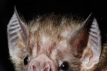 Quan niệm kỳ lạ của người Việt xưa về con dơi 