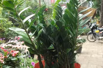 Cách đặt cây phong thủy để mang lại tài lộc