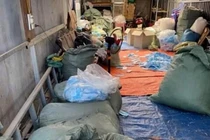 Hãi hùng thu gom khẩu trang đã sử dụng để tái chế mang đi tiêu thụ