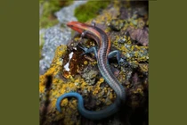 Lộ diện sinh vật lạ 99 triệu tuổi ở Myanmar, bị nhốt trong hổ phách