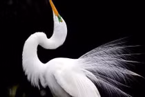 Bộ “áo cưới” đẹp hiếm thấy của loài chim nổi tiếng Việt Nam 