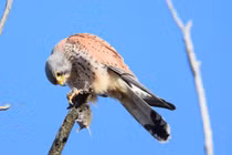 Ngắm vẻ đẹp kiêu hãnh của các loài chim cắt Việt Nam