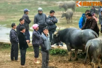 Độc đáo phiên chợ trâu ở địa đầu tổ quốc 