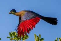 Sự kỳ thú của các loài chim tiêu quyên chỉ có ở châu Phi