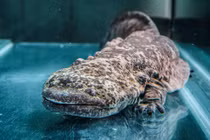 Kỳ nhông khủng nhất hành tinh, cao lớn bằng 1 phụ nữ trưởng thành