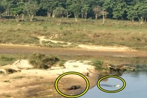 Video: Liều lĩnh vượt sông, chó chết thảm trước hàm cá sấu 