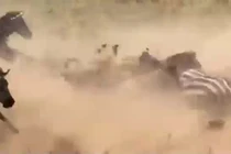 Video: Mạo hiểm làm điều này, sư tử bị đàn ngựa vằn giẫm đạp