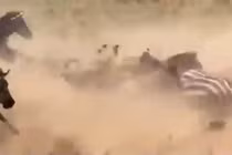 Video: Mạo hiểm làm điều này, sư tử bị đàn ngựa vằn giẫm đạp