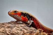 Khám phá cực bất ngờ về các loài thằn lằn bóng