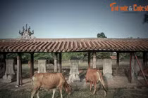 Tò mò diện mạo Văn miếu Huế trước khi được đại trùng tu 