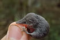 Cận cảnh loài thú nhỏ nhất từng được tìm thấy ở Việt Nam