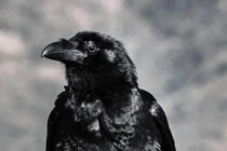 3 loài động vật thù dai nhất trên đời, đừng chọc giận 