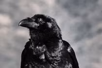 3 loài động vật thù dai nhất trên đời, đừng chọc giận 