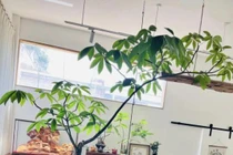 Người xưa nói phòng khách có 3 loại cây, 90% không phú cũng là quý!