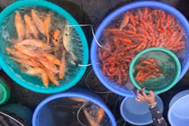 Cá chép đắt hàng ngày ông Công ông Táo