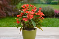 Soi loạt cây cảnh quen thuộc chứa độc tố cực kỳ nguy hiểm