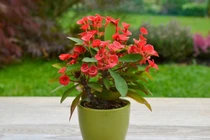 Soi loạt cây cảnh quen thuộc chứa độc tố cực kỳ nguy hiểm