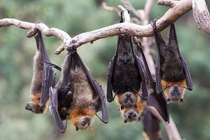 5 con vật này đột nhiên ghé thăm nhà, phú quý tài lộc ùn ùn kéo đến