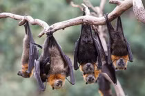 5 con vật này đột nhiên ghé thăm nhà, phú quý tài lộc ùn ùn kéo đến