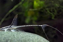 Điểm mặt những loài cá da trơn thú vị nhất quả đất