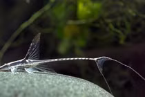 Điểm mặt những loài cá da trơn thú vị nhất quả đất