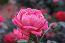 10 ngày đầu tháng 10, 3 tuổi như cá gặp nước, tiền tài dôi dư