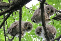 Quái chim độc dị, mắt không di động, sát thủ săn mồi trong đêm