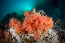 Cận cảnh các loài san hô ấn tượng nhất thế giới (1)