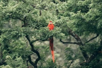 Top ngày sinh Âm lịch của người có mệnh phượng hoàng