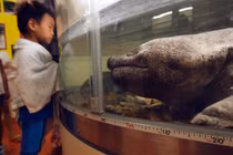 Cận cảnh loài động vật lưỡng cư to nhất quả đất