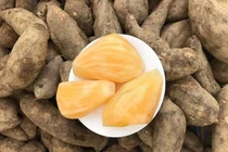 Củ sâm đất thành đặc sản được tìm mua 