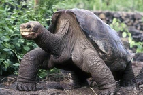 Top 10 loài động vật kỳ lạ, đặc hữu của quần đảo Galapagos