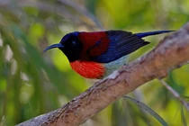 Ảnh đẹp mê hồn về chim chóc Việt Nam của phó nháy Tây