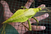 Cận cảnh loài côn trùng khổng lồ đầy gai được nhiều người săn lùng