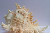 Choáng ngợp với vẻ đẹp của các loài ốc biển nổi tiếng (2) 