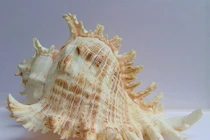 Choáng ngợp với vẻ đẹp của các loài ốc biển nổi tiếng (2) 