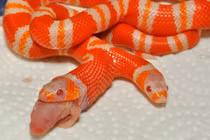 Soi loài rắn kỳ lạ được nhiều người Việt nuôi như thú cưng