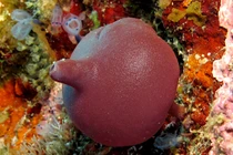 Thế giới muôn màu của các loài động vật sơ khai nhất (1)