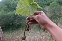 Loài cây kỳ lạ chỉ có duy nhất một chiếc lá ở Việt Nam