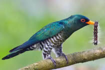 Cận cảnh các loài chim cu cu thú vị của Việt Nam (1)