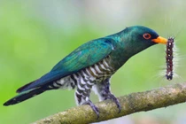 Cận cảnh các loài chim cu cu thú vị của Việt Nam (1)