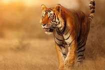 Số trời định, 4 con giáp “hổ mọc thêm cánh” giàu bậc nhất tháng 4/2022